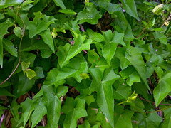Calystegia sepium roseata × c tuguriorum