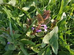 Glechoma hederacea