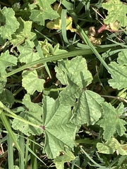 Malva parviflora