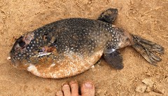 Arothron firmamentum