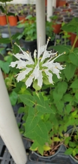 Monarda lindheimeri