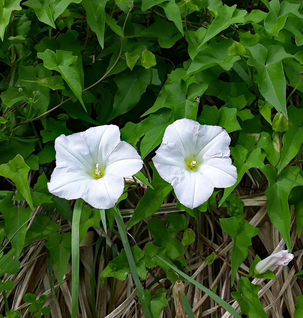 Hybrid Rauparaha