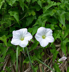 Calystegia sepium roseata × c tuguriorum