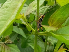 Orthoptera