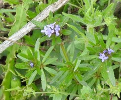 Asperula arvensis