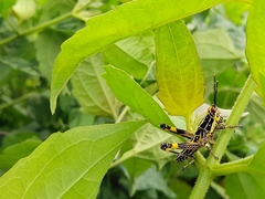 Orthoptera