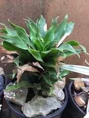 Dracaena fragrans compacta