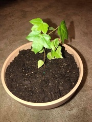 Aleurites moluccanus