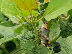 Zonocerus variegatus