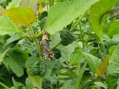 Zonocerus variegatus