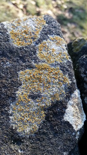Caloplaca flavovirescens image