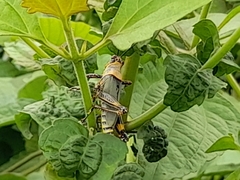 Zonocerus variegatus