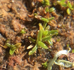 Aloina aloides