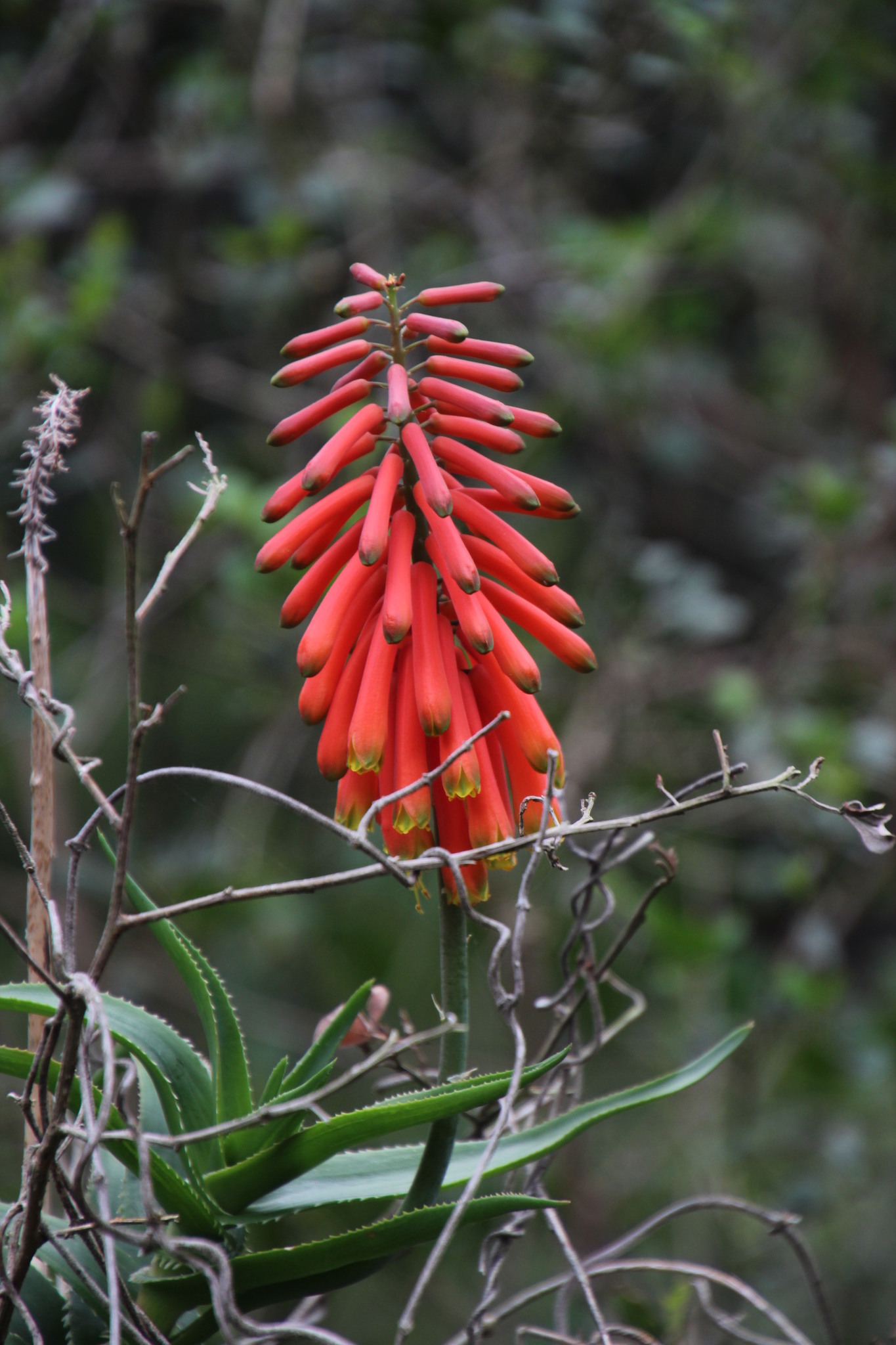 Aloiampelos ciliaris var. ciliaris