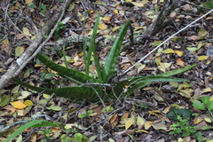 Gasteria acinacifolia