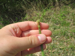 Carex hirsutella