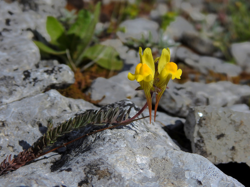 Linaria supina ssp. supina