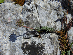 Linaria supina supina