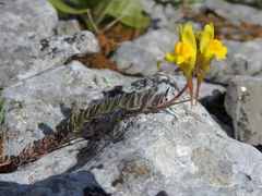 Linaria supina supina