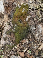 Syntrichia latifolia