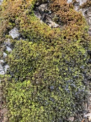 Syntrichia latifolia
