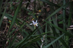 Dietes