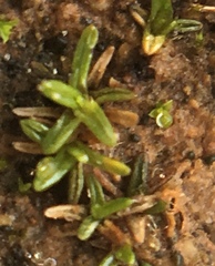 Aloina aloides