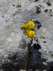 Linaria supina supina