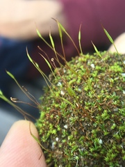 Aloina aloides