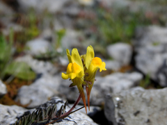 Linaria supina supina