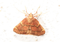 Hypsopygia intermedialis