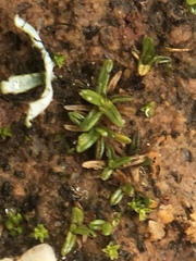 Aloina aloides