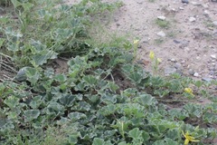 Apodanthera undulata