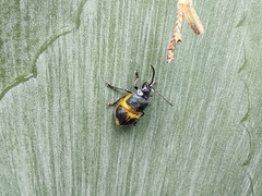 Monocesta ducalis