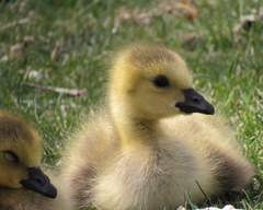 Branta canadensis