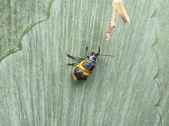 Monocesta ducalis