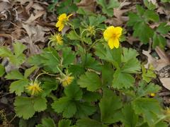 Waldsteinia
