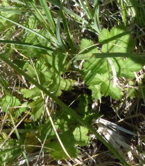 Geum macrophyllum perincisum