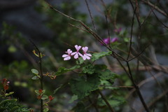 Pelargonium zonale