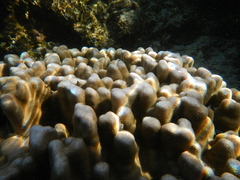 Porites lobata