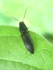 Dolerosomus silaceus