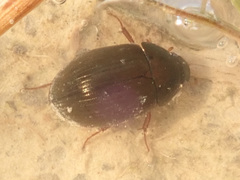 Hydrobius