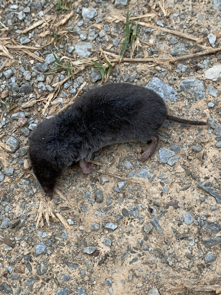 Blarina carolinensis carolinensis