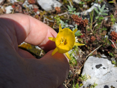 Narcissus obesus