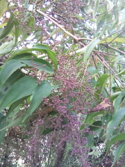 Miconia minutiflora