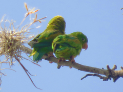 Brotogeris jugularis