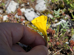 Narcissus obesus