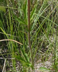 Geum macrophyllum perincisum