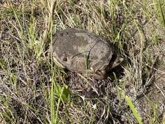 Chelydra serpentina image