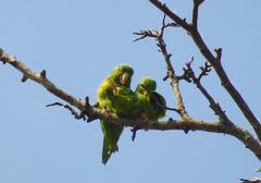 Brotogeris jugularis